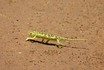 Chameleon Dance.jpg